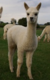 click here to see pictures of our third years cria.