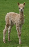 click here to see pictures of our fourth years cria.