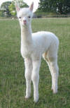 click here to see pictures of our first cria.