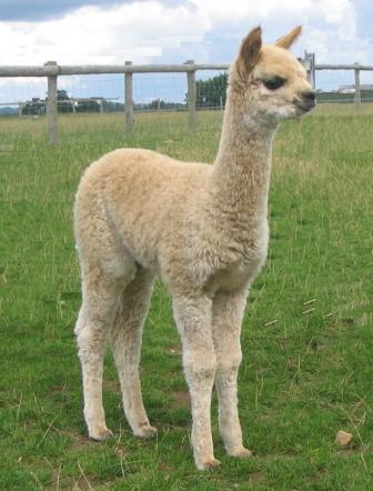 click here to see pictures of our second year cria.