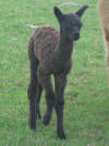 Oak View Bacchus - 1 day old - click to enlarge