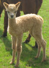 Oak View Bear - 1 day old - click to enlarge