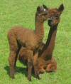 Oak View Bebe - 3 days old - click to enlarge