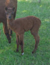 Oak View Bella - 2 days old - click to enlarge