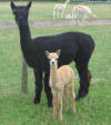 Oak View Bijou - 5 days old - click to enlarge