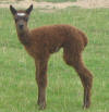 Oak View bongo - 2 days old - click to enlarge