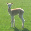 Oak View Bonnie - 6 days old - click to enlarge