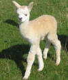 Oak View Buddy - 1 day old - click to enlarge