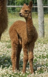 click here to see pictures of this years cria.