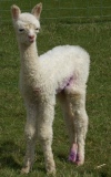 click here to see pictures of last years cria.