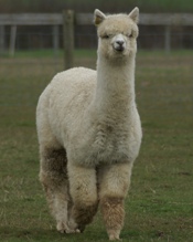 Click here to see more about Bozedown Titan